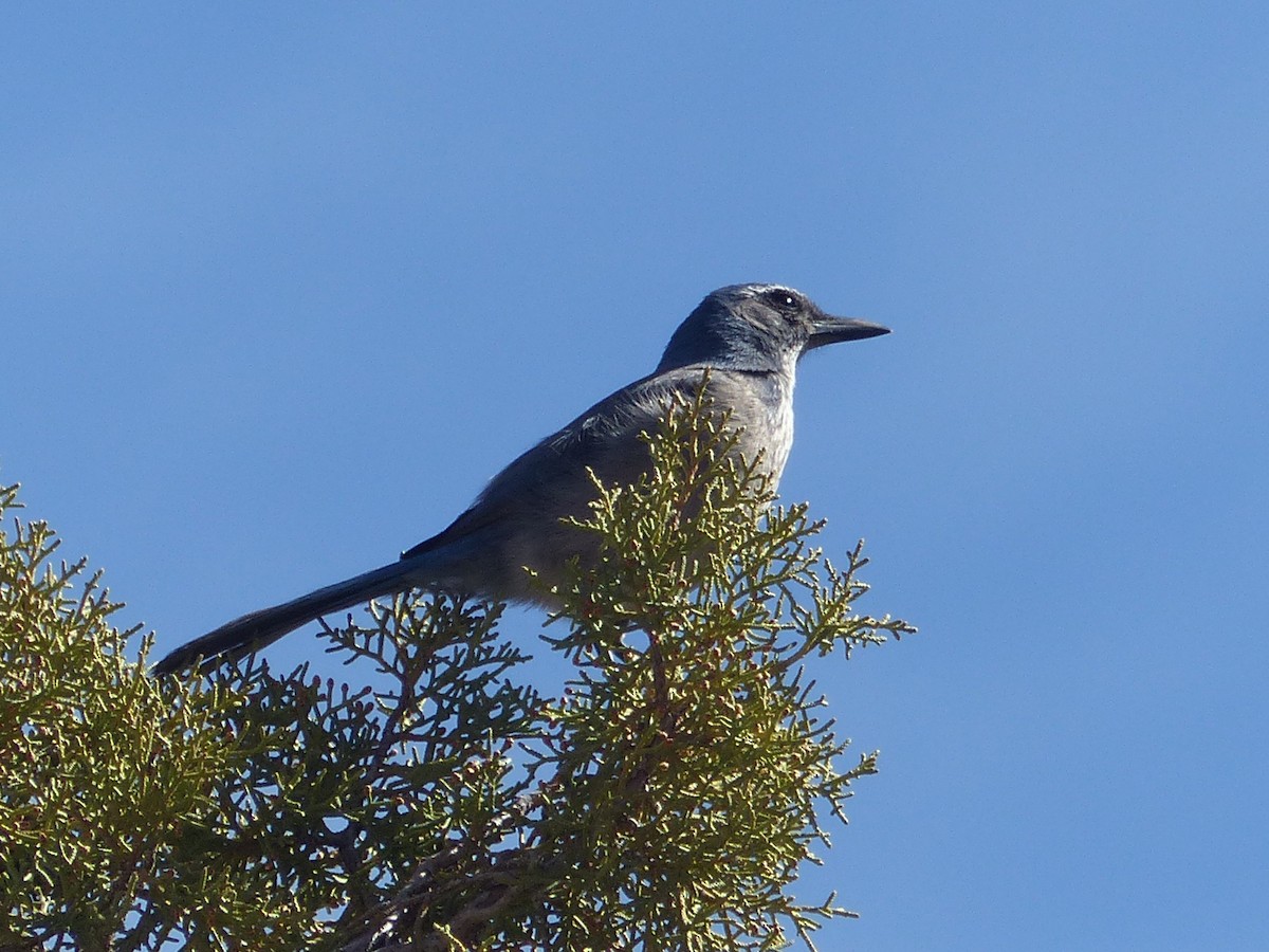 Woodhouse's Scrub-Jay - ML651659762