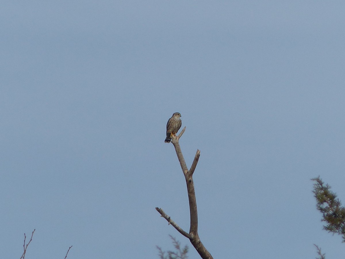 בז גמדי - ML651659785