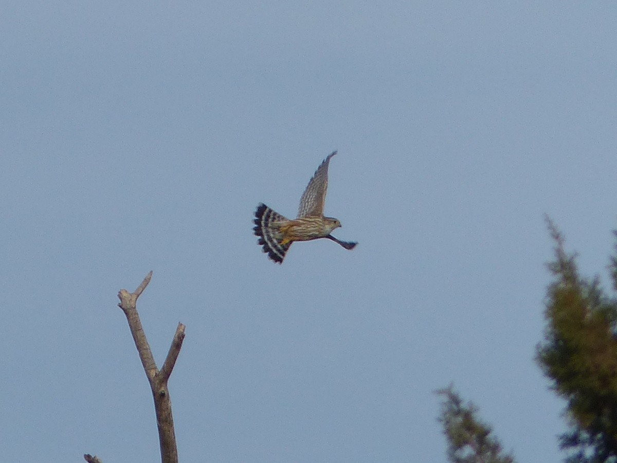 בז גמדי - ML651659802