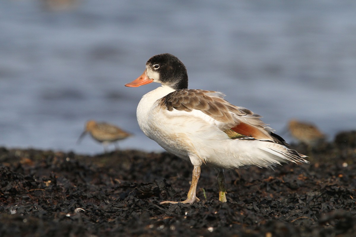 Common Shelduck - ML65166061