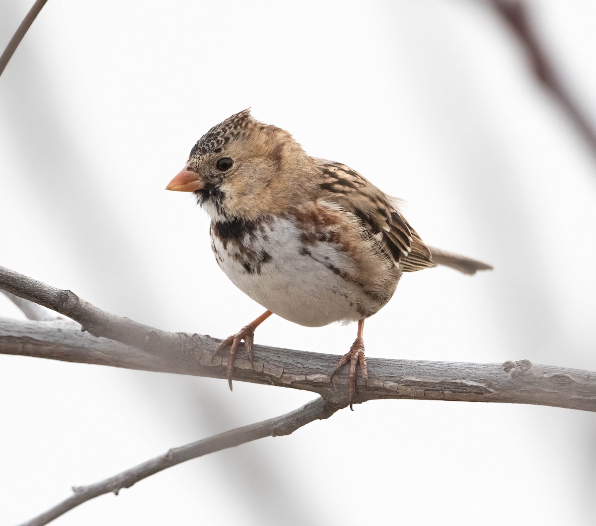 Harris's Sparrow - ML651660759