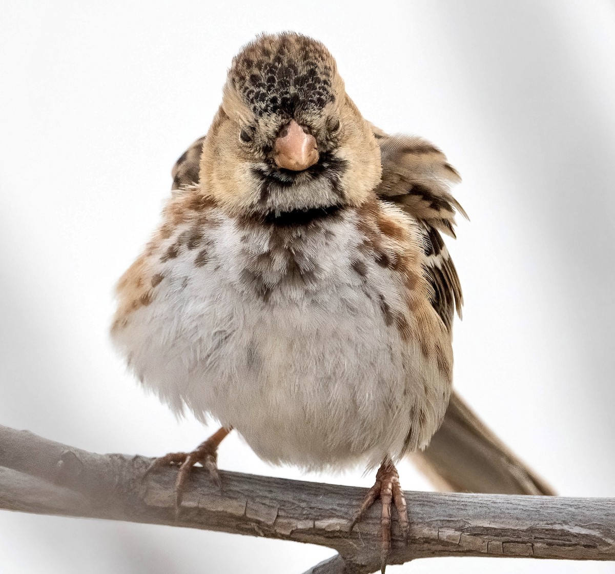 Harris's Sparrow - ML651660760