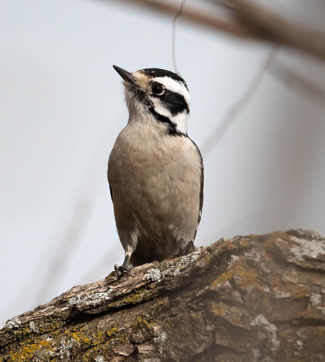 Downy Woodpecker - ML651660796