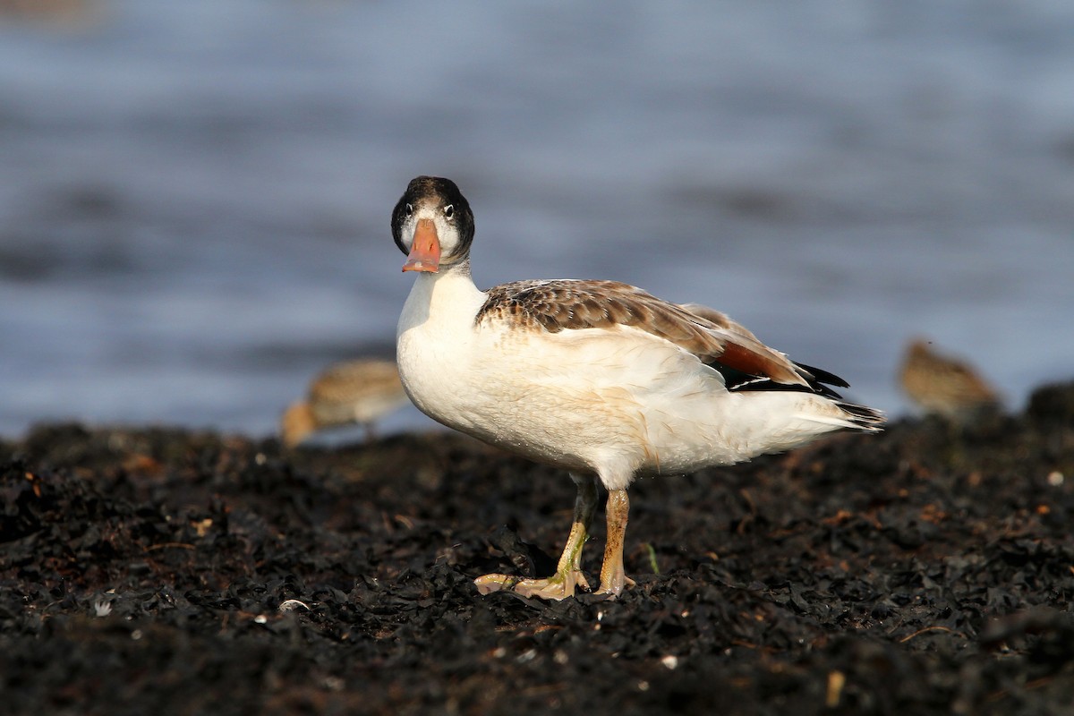 Common Shelduck - ML65166151