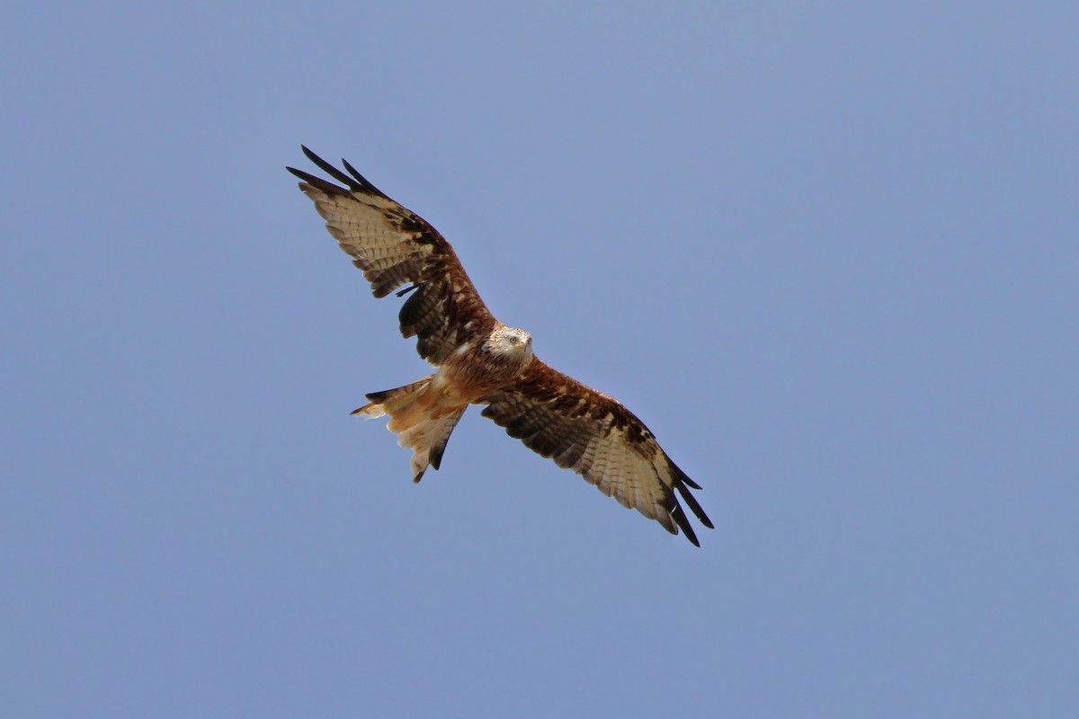 Red Kite (Red) - ML65166311