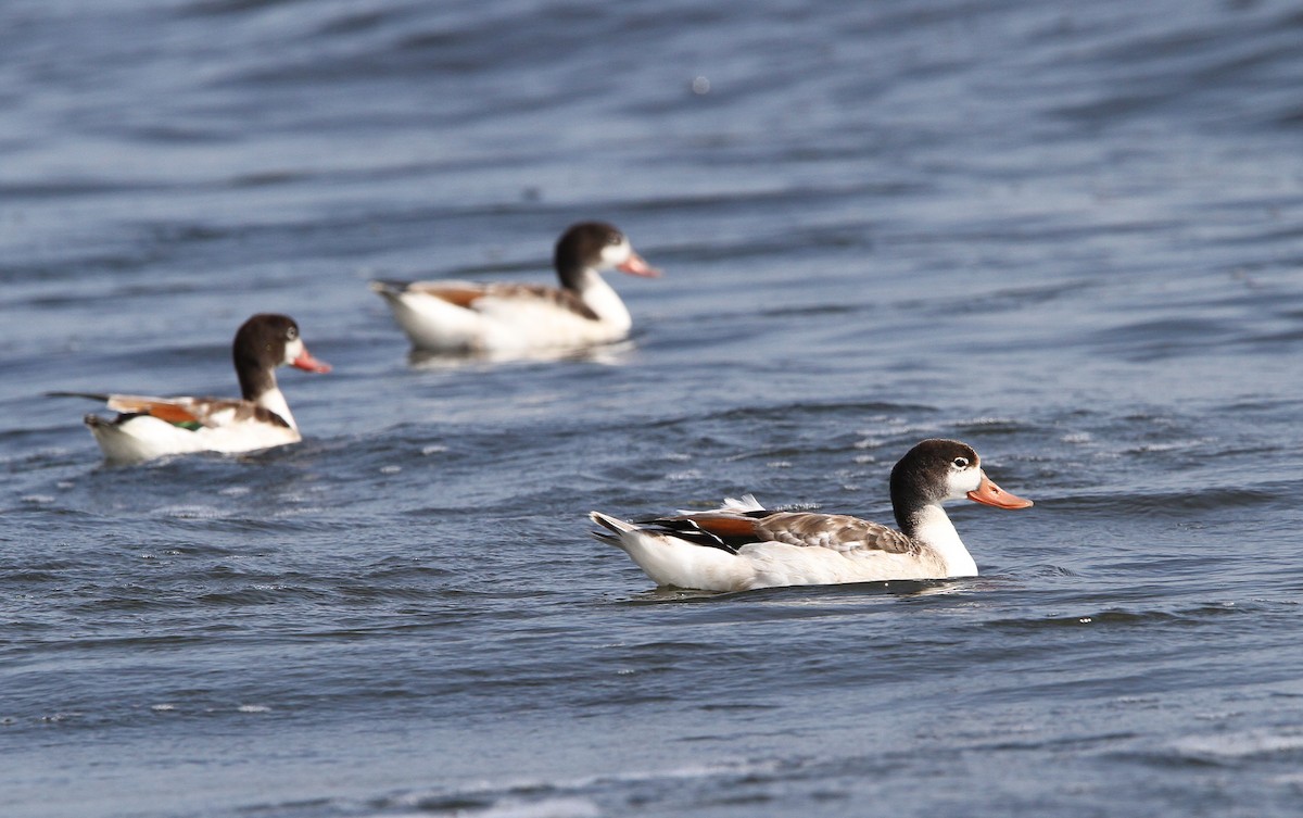 Common Shelduck - ML65166431