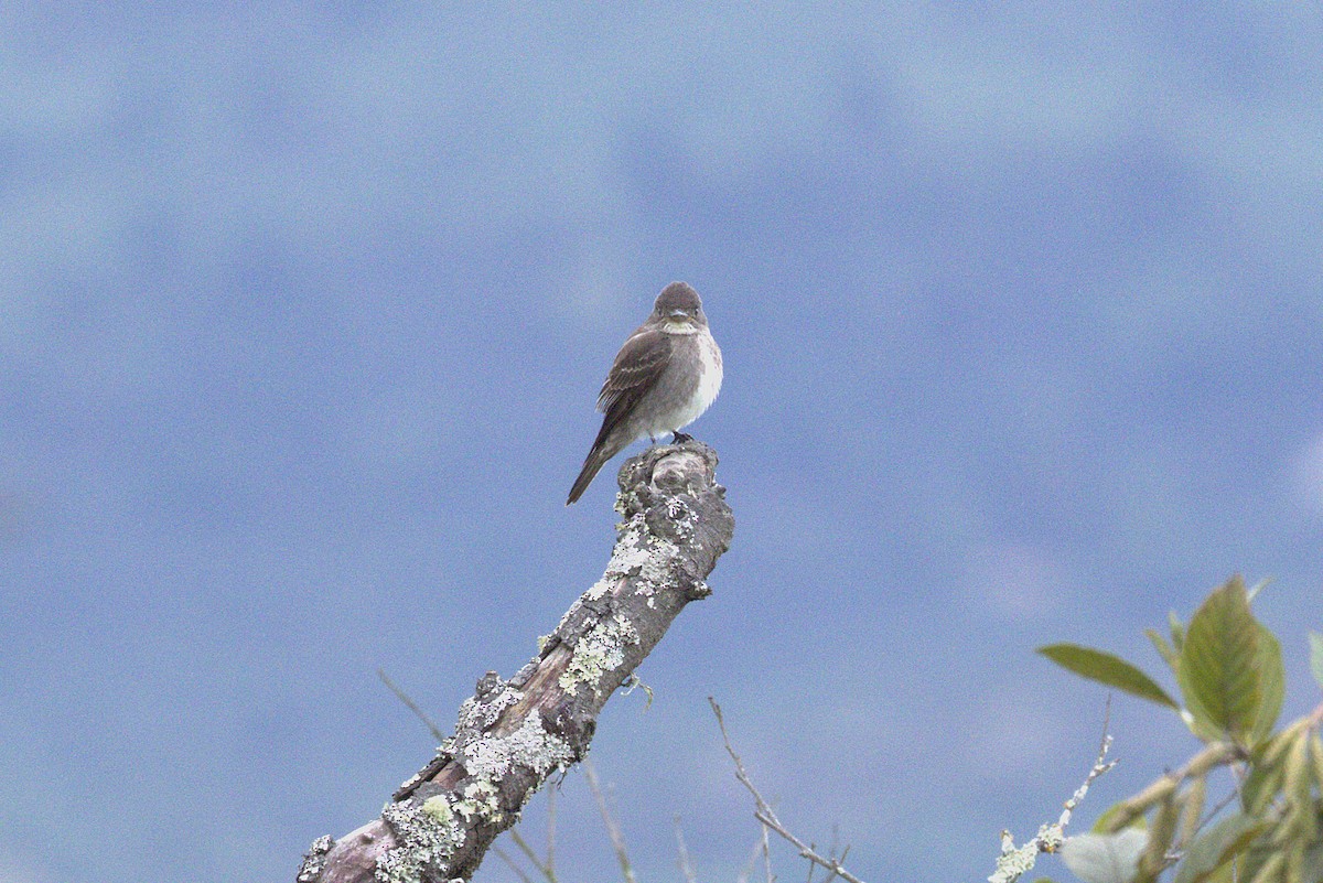 Contopus punensis/cinereus/bogotensis - ML651664396