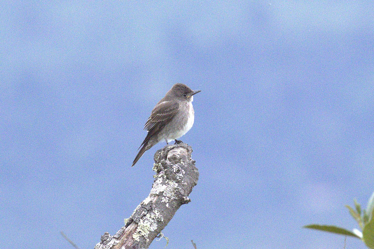 Contopus punensis/cinereus/bogotensis - ML651664397