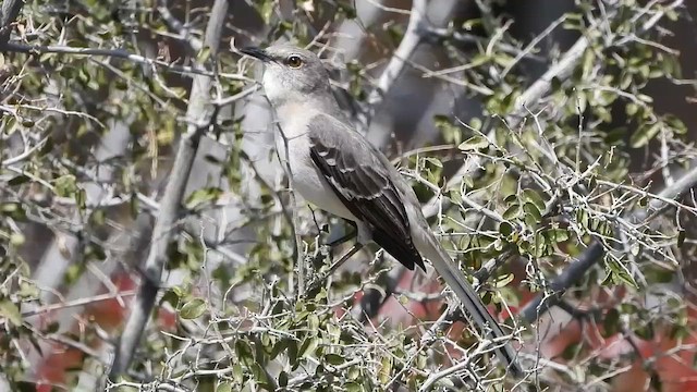 Northern Mockingbird - ML651664615