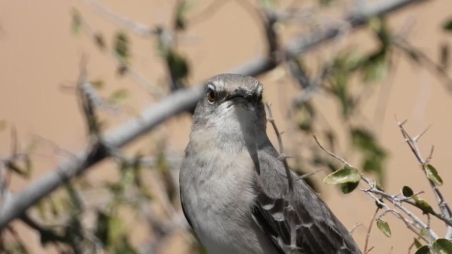 Northern Mockingbird - ML651664616