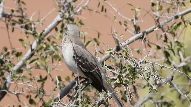 Northern Mockingbird - ML651664619