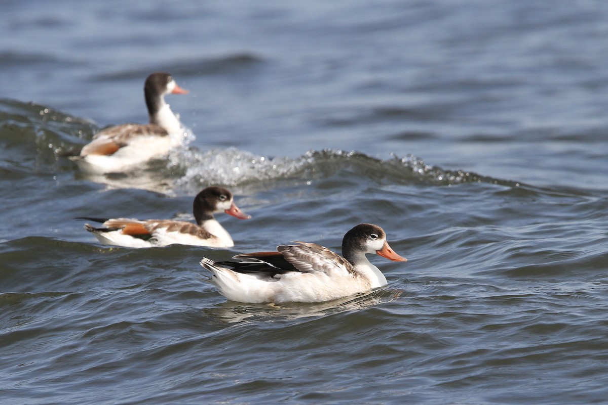 Common Shelduck - ML65166521