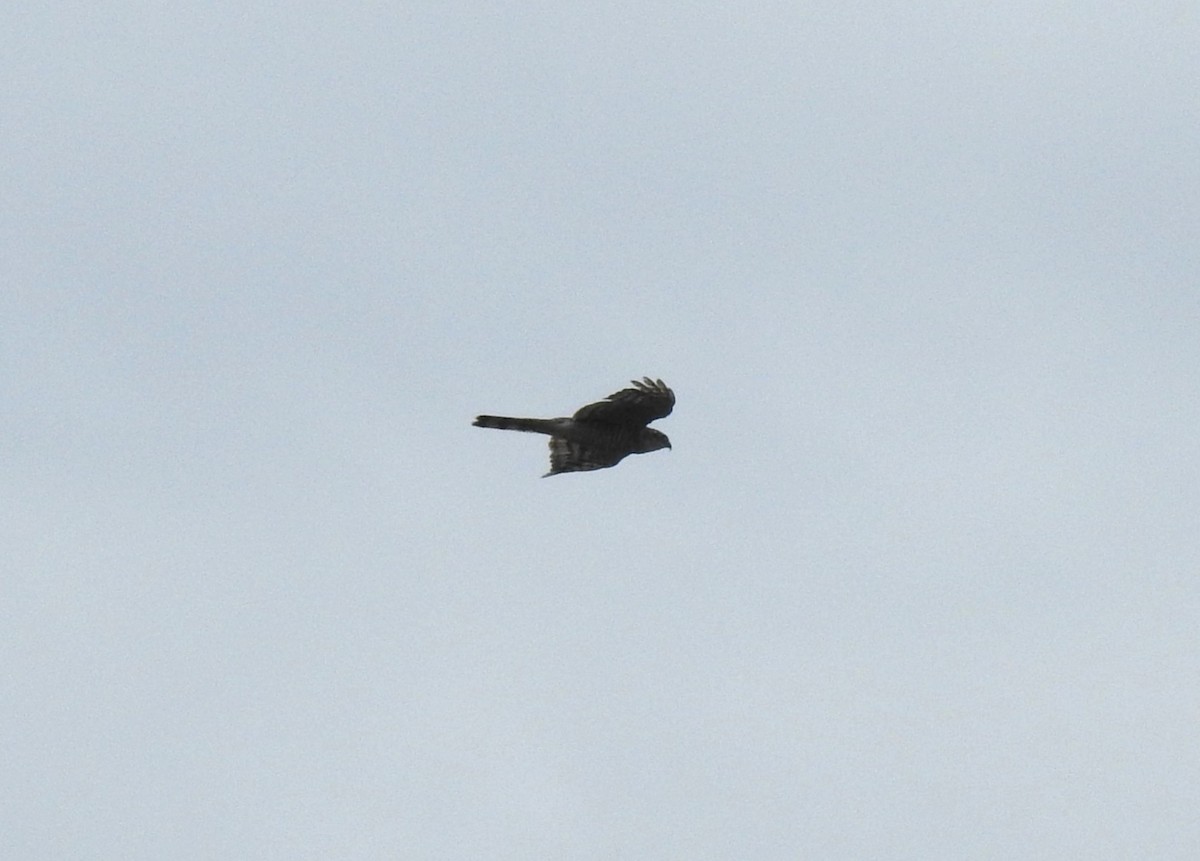 Sparviere - ML651665235