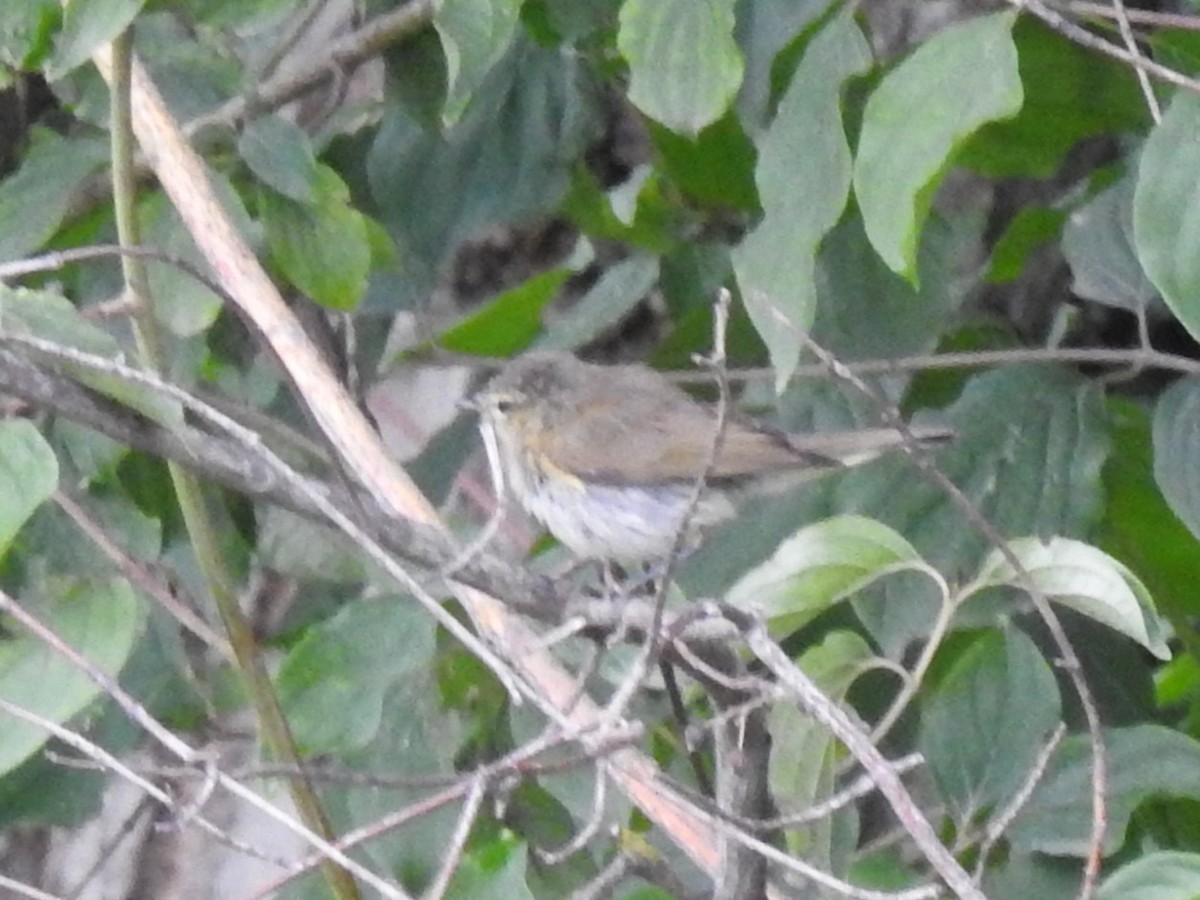 Luì piccolo - ML651665416