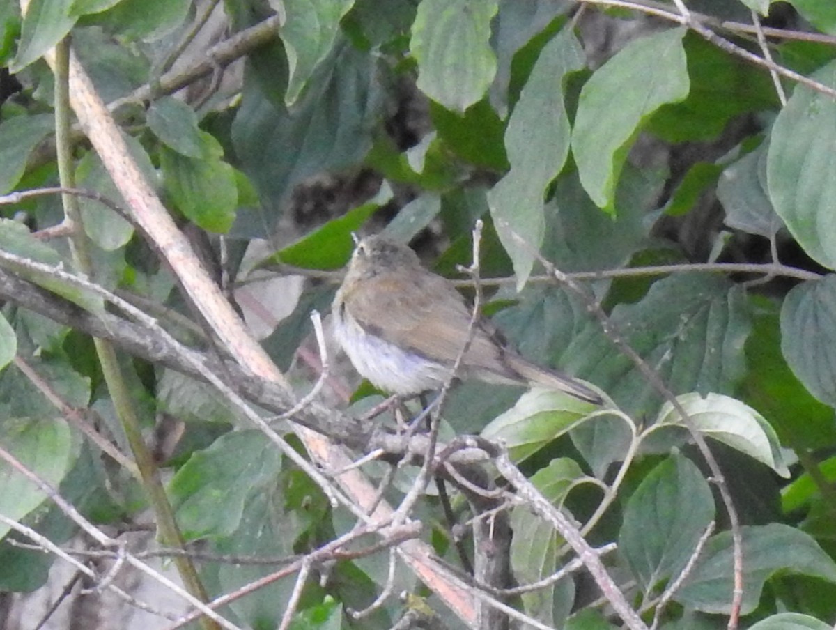 Luì piccolo - ML651665417