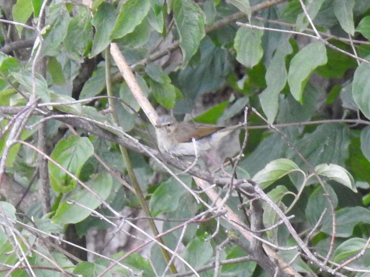 Luì piccolo - ML651665418