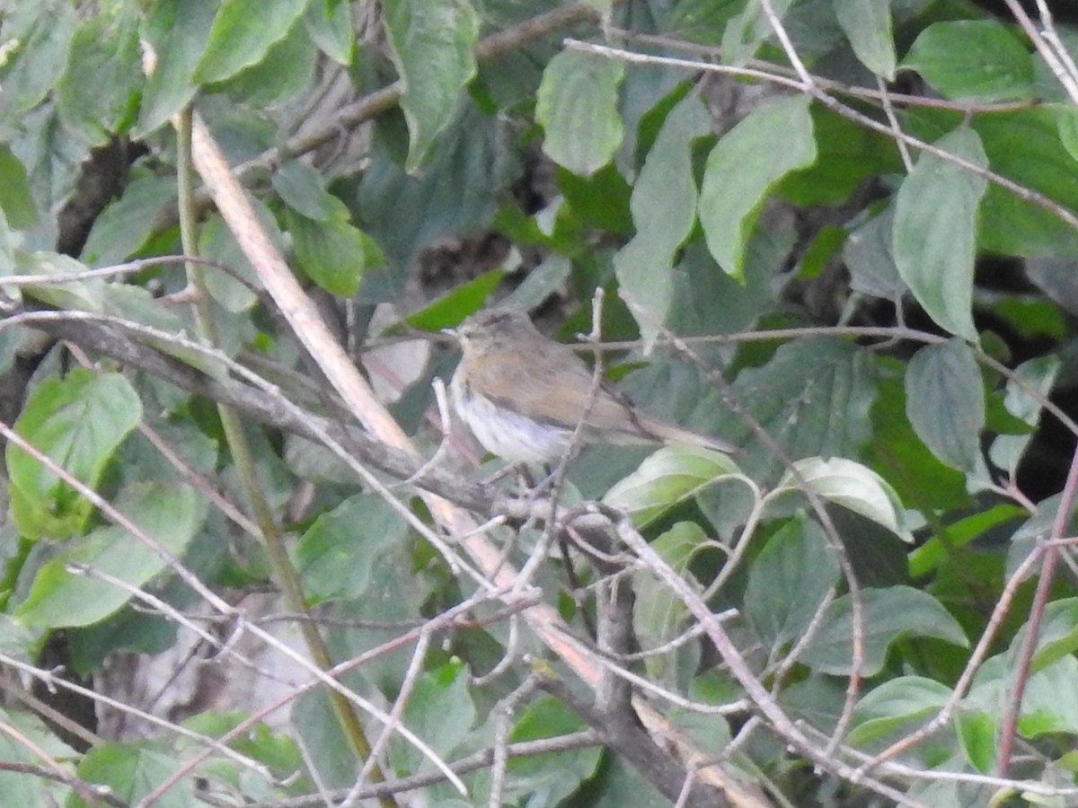 Luì piccolo - ML651665419