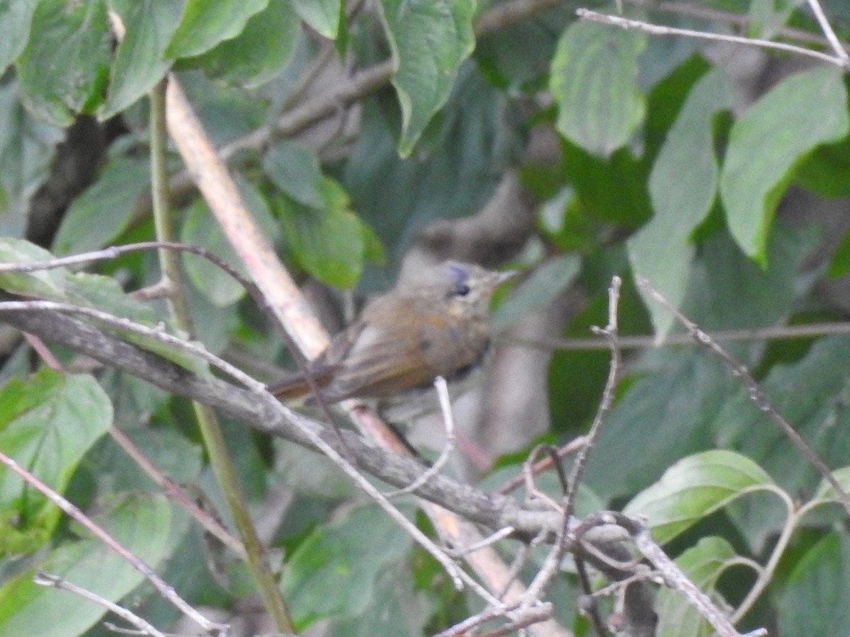 Luì piccolo - ML651665420