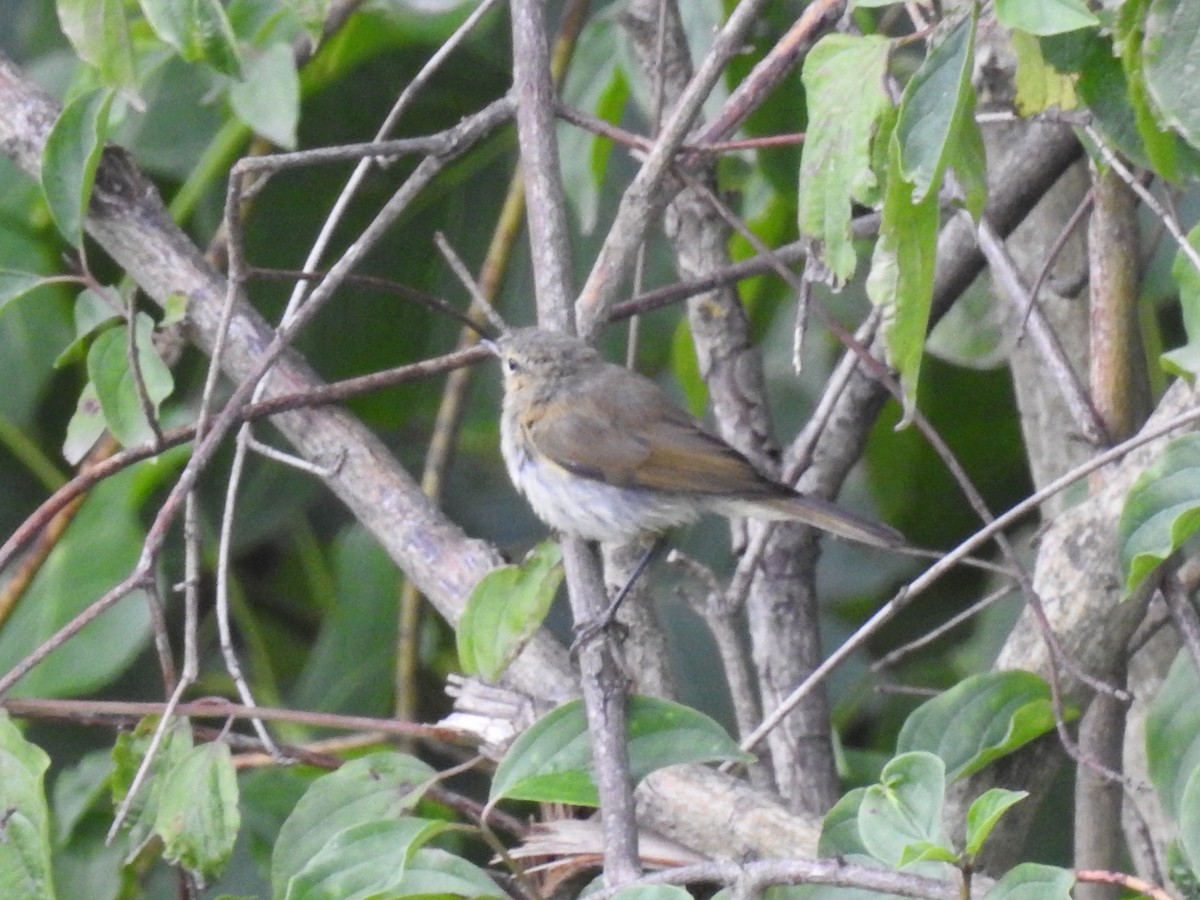 Luì piccolo - ML651665421