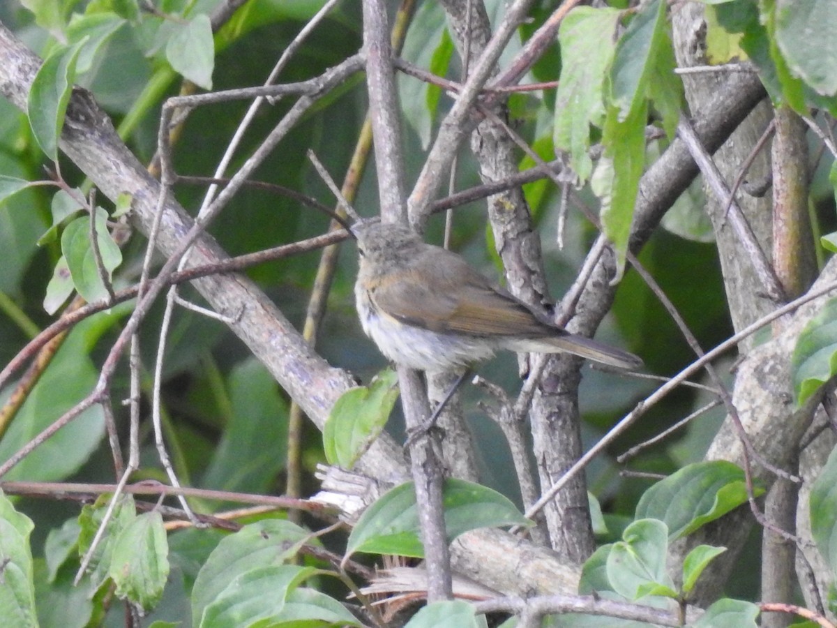 Luì piccolo - ML651665422