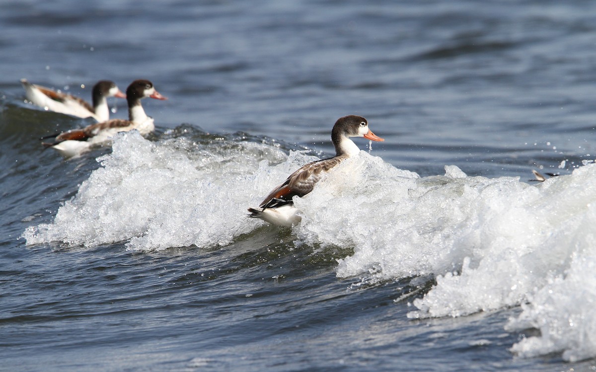 Common Shelduck - Christoph Moning