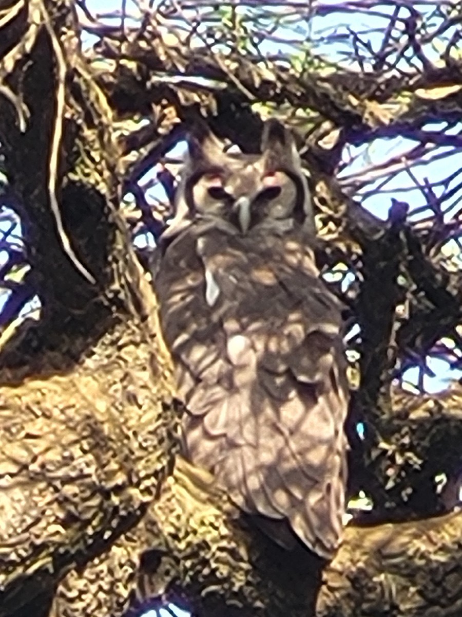 Verreaux's Eagle-Owl - ML651665639