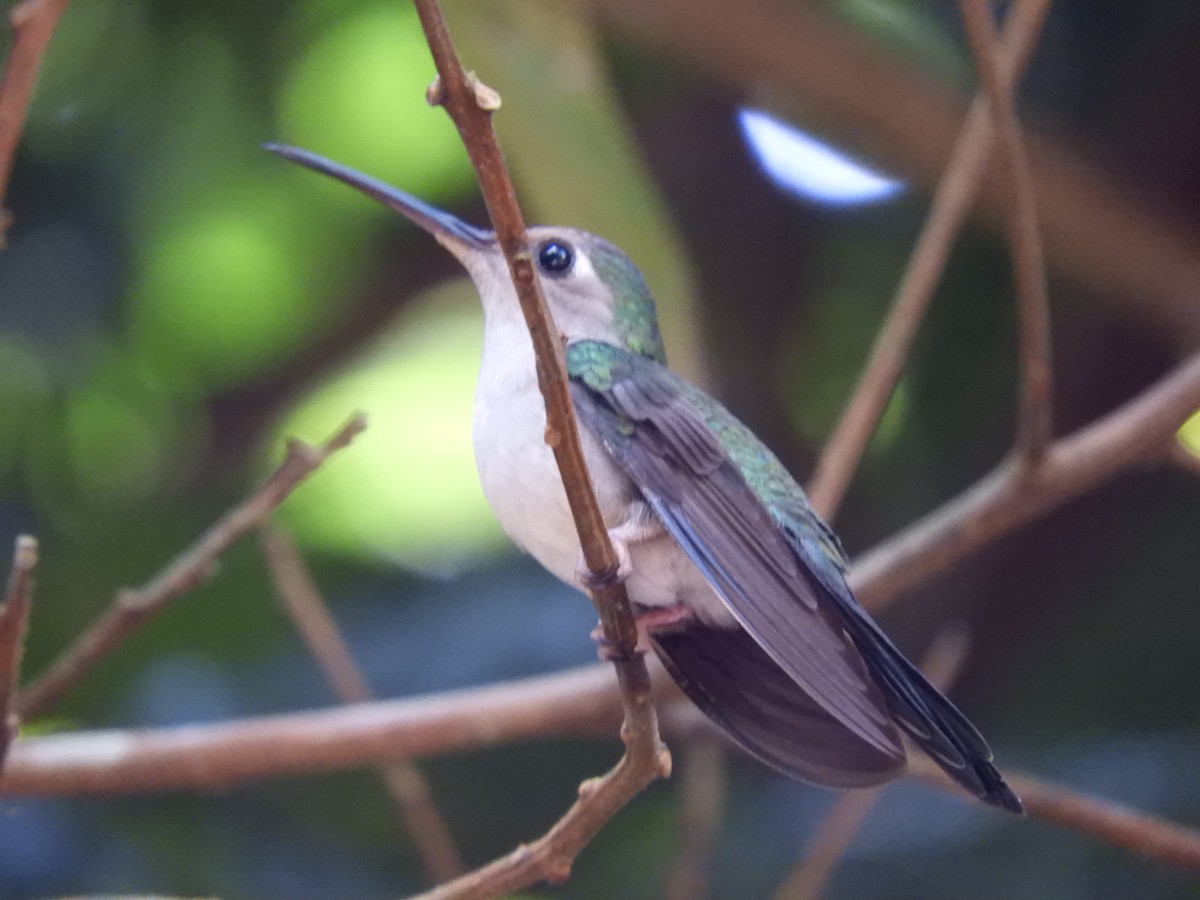 mexicosabelvinge (excellens) - ML651665674