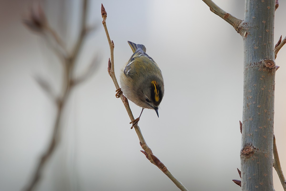 Goldcrest - ML651666166
