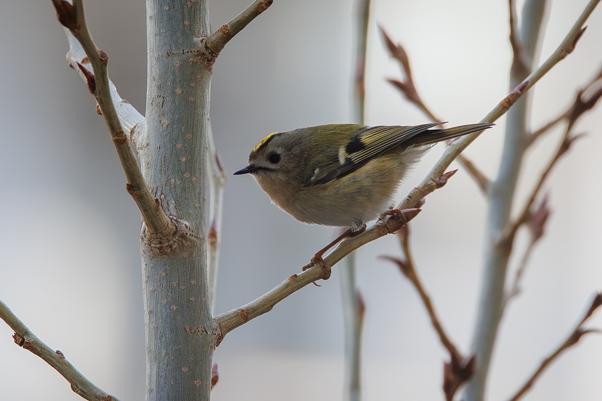 Goldcrest - ML651666167