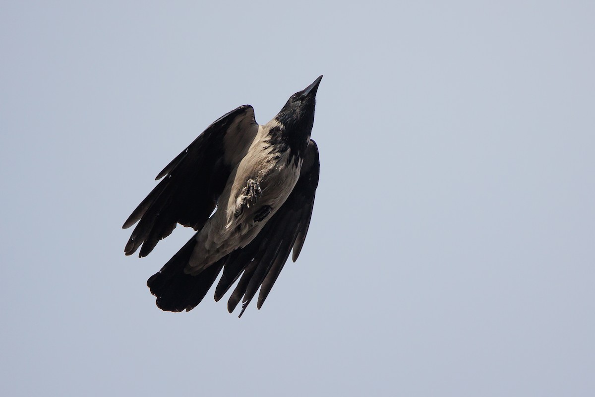 Hooded Crow - ML651666169