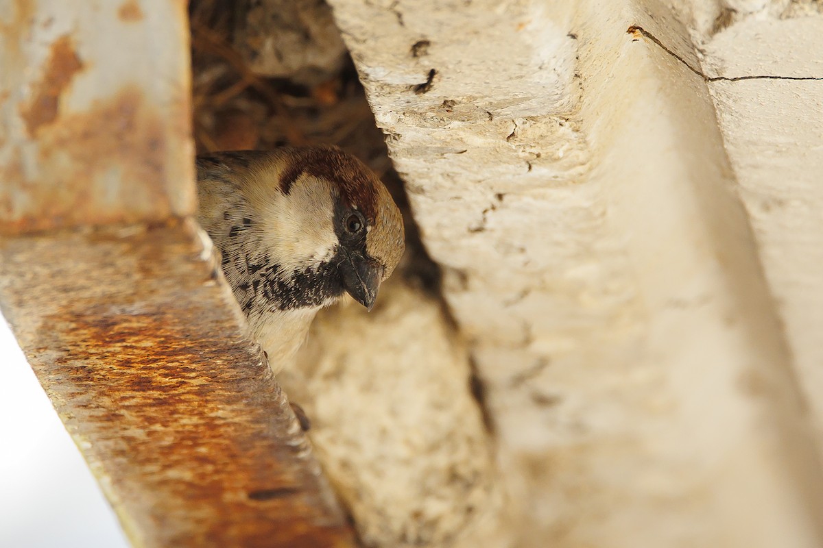 House Sparrow - ML651666175