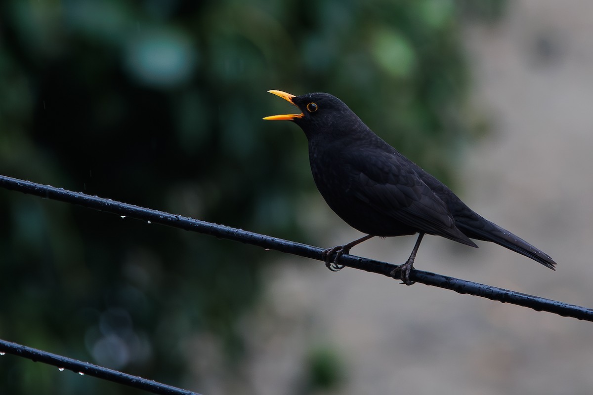 Eurasian Blackbird - ML651666178