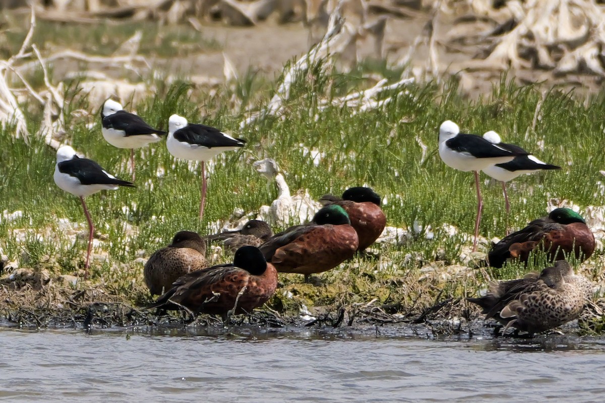 australstylteløper - ML651666183