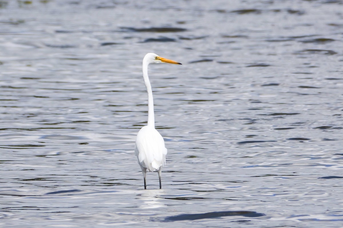 egretthegre - ML651666195