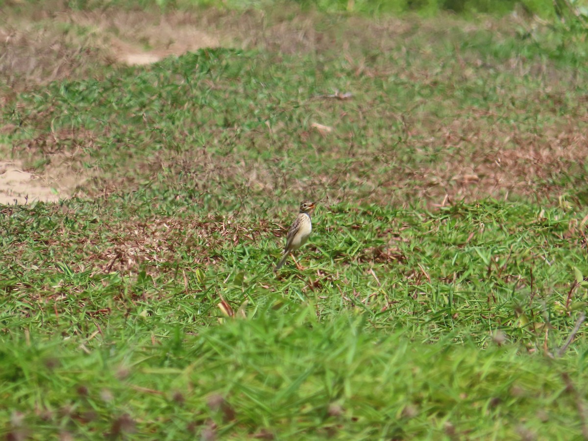 Paddyfield Pipit - ML651666534