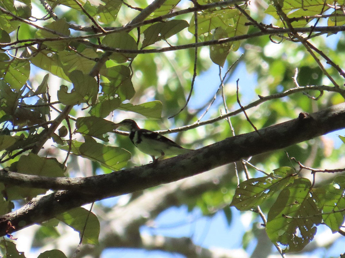 Forest Wagtail - ML651666539