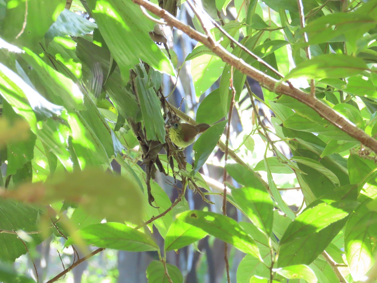 Pin-striped Tit-Babbler - ML651666600