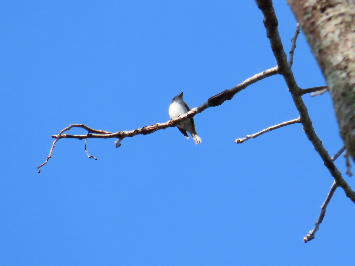 Asian Brown Flycatcher - ML651666607