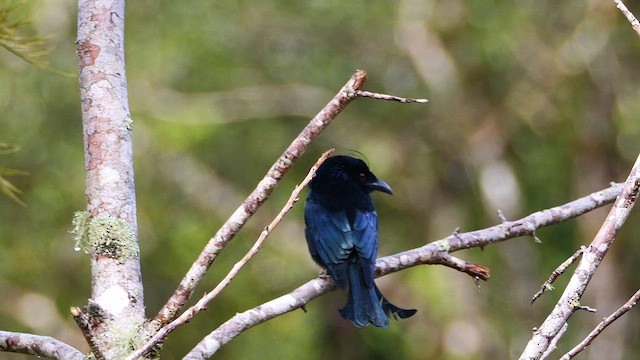 Drongo à crinière - ML651667605