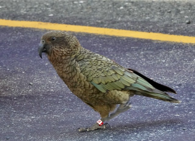 Кеа - ML651667678