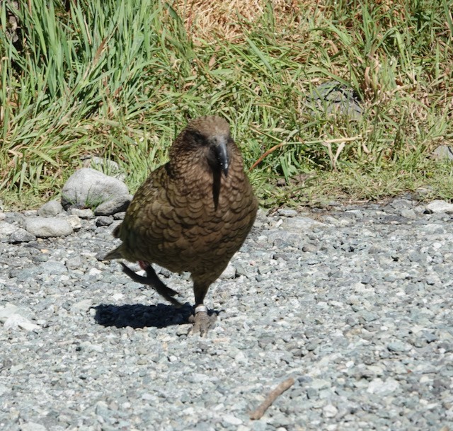 Кеа - ML651667679