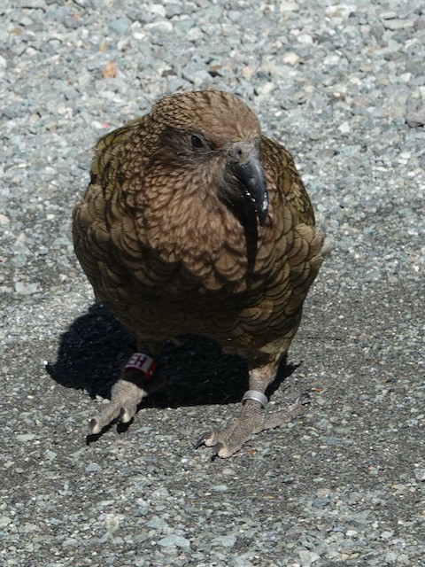 Кеа - ML651667680