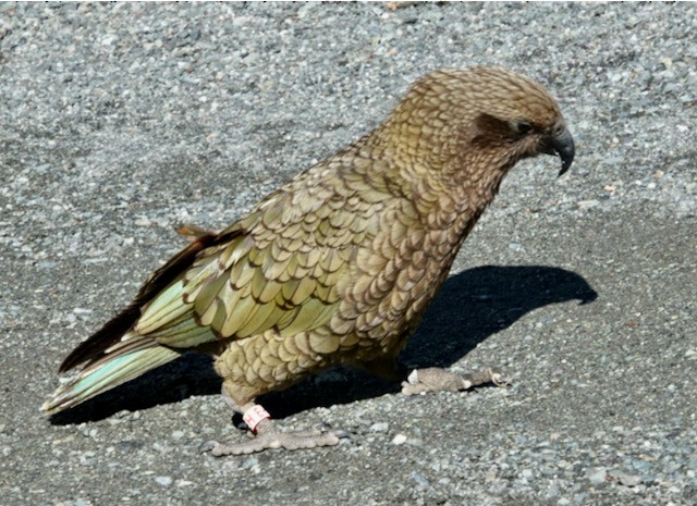 Кеа - ML651667681