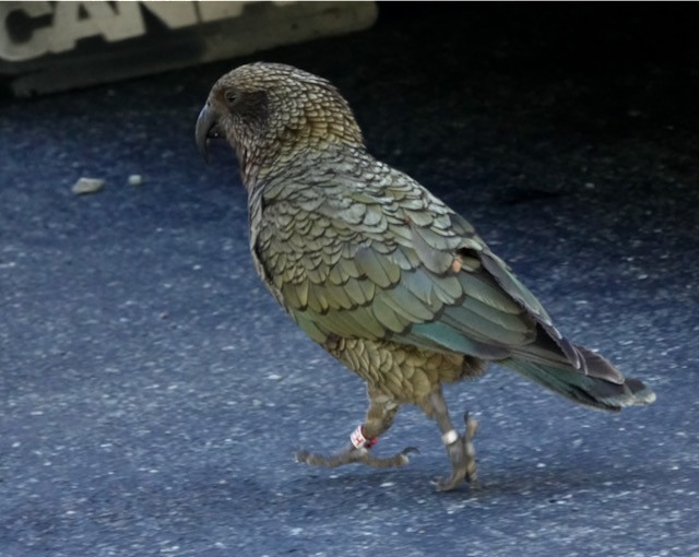 Кеа - ML651667682