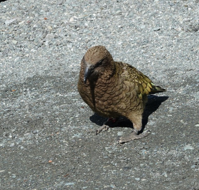 Кеа - ML651667683