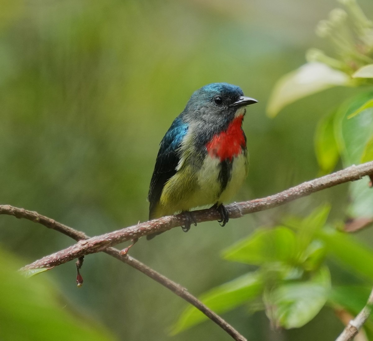 Fire-throated Flowerpecker - ML651667908