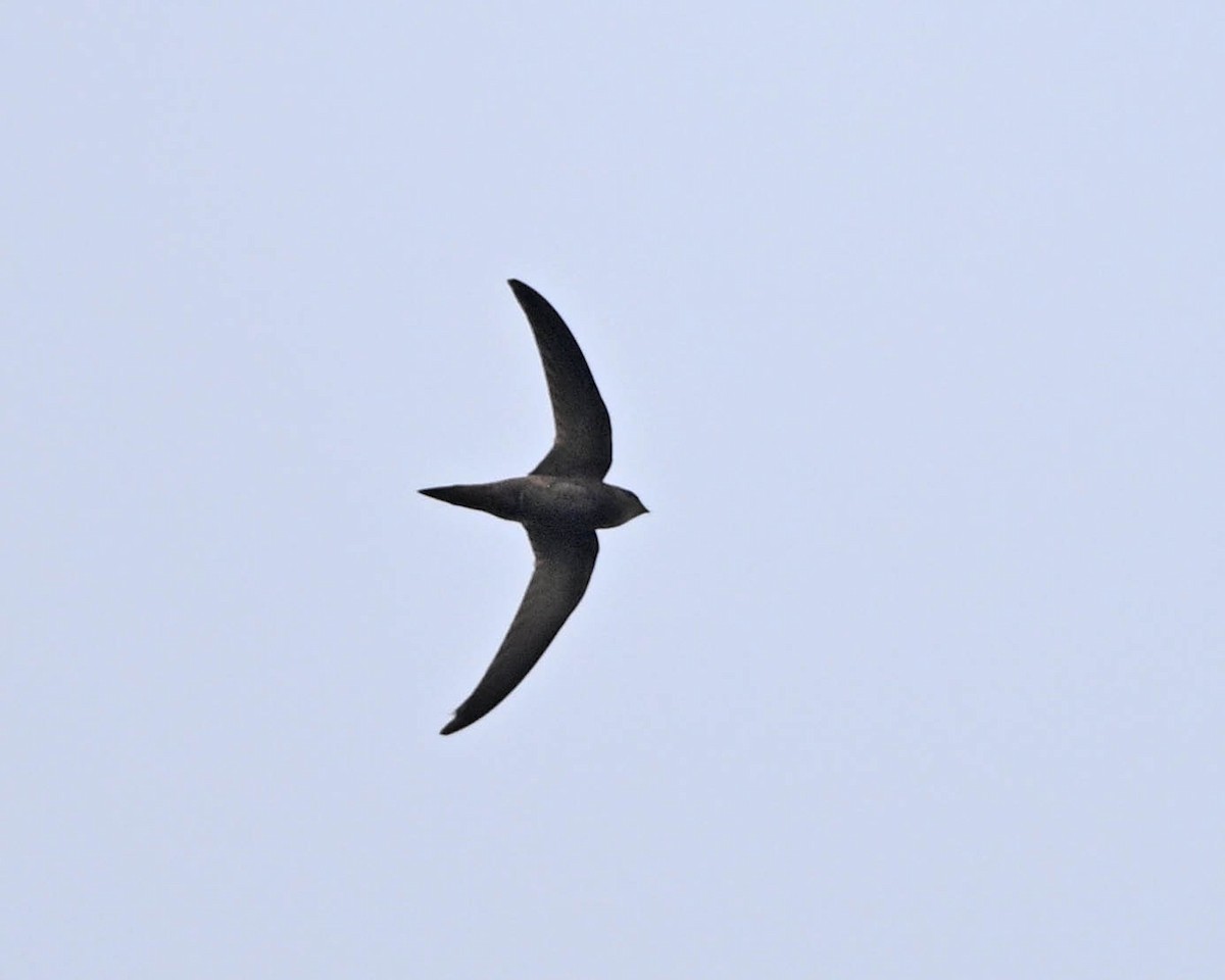 tårnseiler - ML651668083