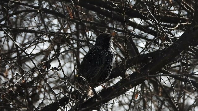 Storno - ML651668134