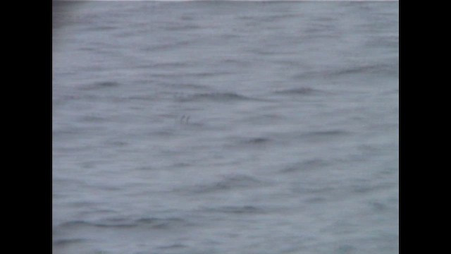 Чёрная качурка - ML651669550