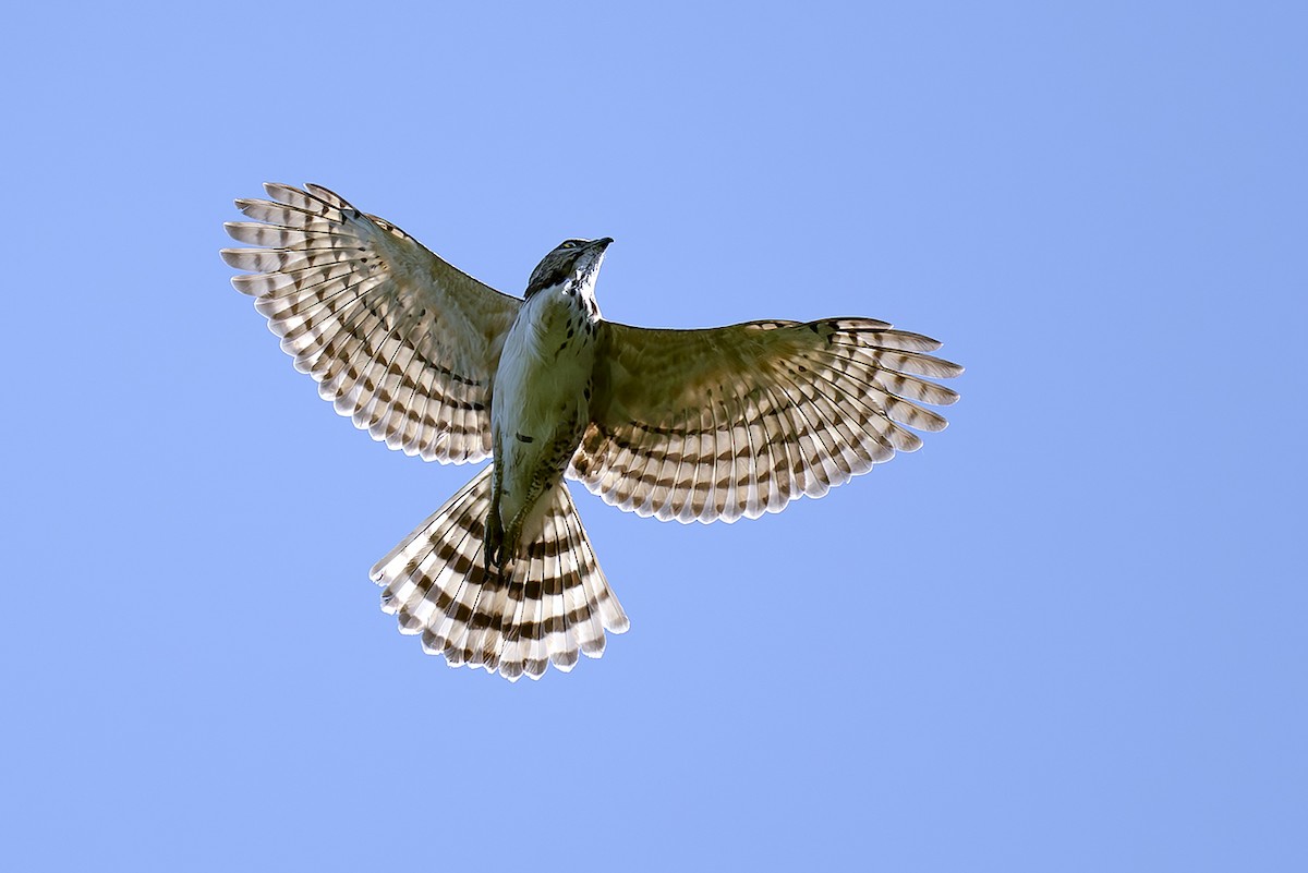 鳳頭蒼鷹 - ML651669552